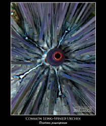 Canon G10 with an Epoque strobe. Always find these urchin... by Sean Cooper 
